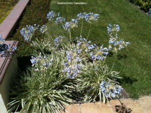 Agapanthus 'Tinkerbell' - bloom