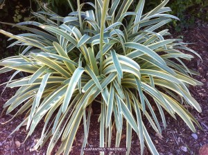 Agapanthus 'Tinkerbell' 1