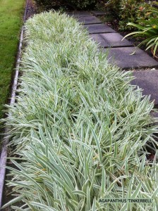 Agapanthus 'Tinkerbell'