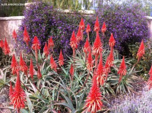 Aloe arborescens - blossom