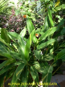 Alpinia zerumbet 'Variegata'
