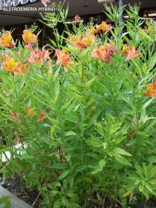Alstroemeria hybrid - orange 1