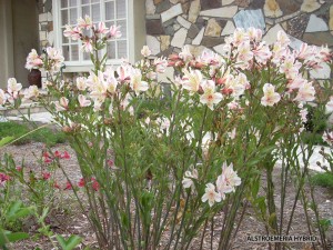 Alstroemeria hybrid - white