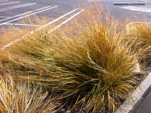 Anemanthele lessoniana (Stipa arundinacea) 1