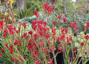 Anigozanthos 'Red' - blossom