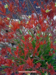 Anigozanthos hybrid - red