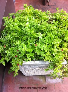 Aptenia cordifolia 'Red Apple'