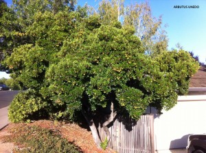 Arbutus unedo