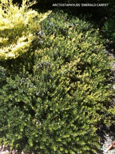 Arctostaphylos 'Emerald Carpet' - foliage 1