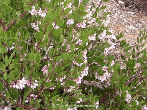 Arctostaphylos 'Howard McMinn' - foliage