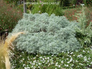 Artemisia _Powis Castle'