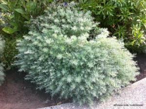 Artemisia schmidtiana 'Silver Mound'