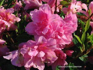 Azalea 'Autumn Carnation' - blossom