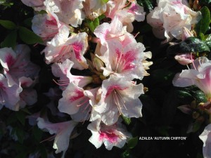 Azalea 'Autumn Chiffon'