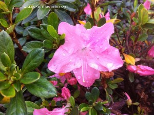 Azalea 'Autumn Debutante' - blossom