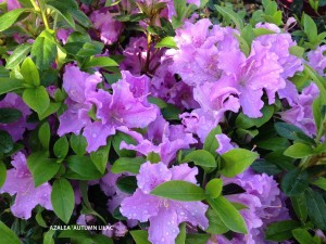 Azalea 'Autumn Lilac'