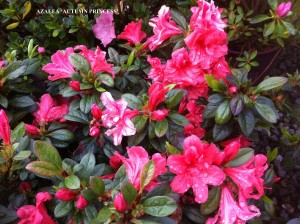 Azalea 'Autumn Princess' - blossom