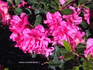 Azalea 'Autumn Rouge'