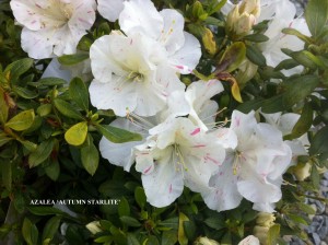 Azalea 'Autumn Starlite'