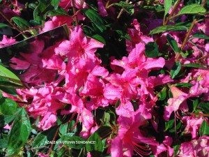Azalea 'Autumn Sundance' - blossom