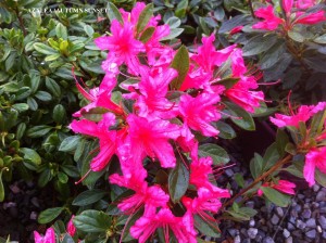 Azalea 'Autumn Sunset'