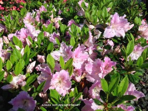 Azalea 'Autumn Sweetheart' - blooming