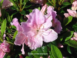 Azalea 'Autumn Sweetheart' - blossom