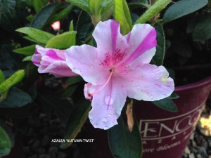 Azalea 'Autumn Twist'