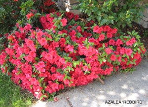 Azalea 'Redbird'