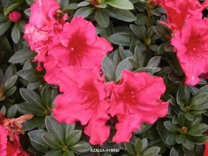 Azalea hybrid - red - blossom