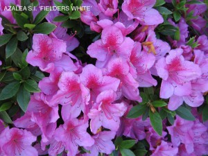Azalea sounthern indica 'Fielder's White' - blossom