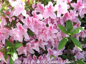 Azalea sounthern indica 'George Lindley Taber' - blossom