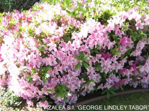 Azalea sounthern indica 'George Lindley Taber'