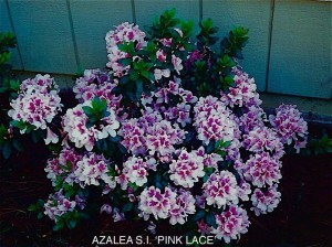 Azalea sounthern indica 'Pink Lace'