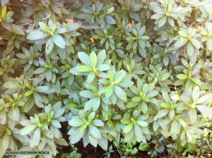 Azalea southern indica- foliage