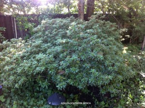 Azalea southern indica