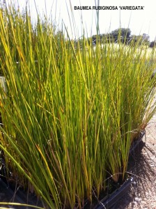 Baumea rubiginosa 'Variegata'