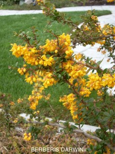 Berberis darwinii - blossom
