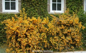 Berberis darwinii