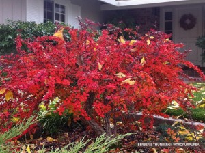Berberis thunbergii 'Atropurpurea' - fall