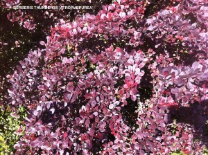 Berberis thunbergii 'Atropurpurea' - foliage