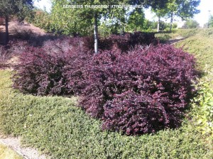 Berberis thunbergii 'Atropurpurea' 1