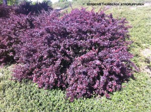 Berberis thunbergii 'Atropurpurea' 2