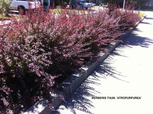 Berberis thunbergii 'Atropurpurea'