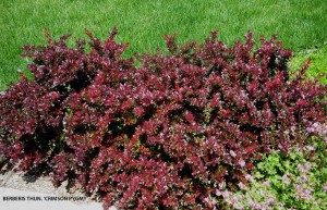 Berberis thunbergii 'Crimson Pygmy' 1