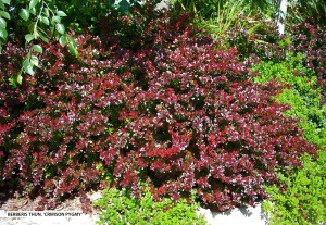 Berberis thunbergii 'Crimson Pygmy' 2