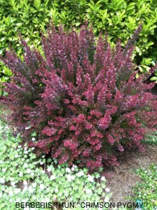 Berberis thunbergii 'Crimson Pygmy'