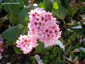 Bergenia crassifolia - blossom