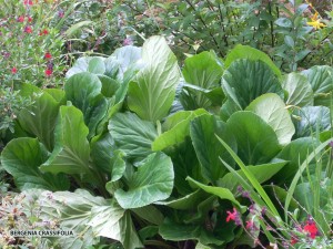 Bergenia crassifolia - foliage