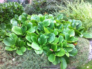 Bergenia crassifolia 1